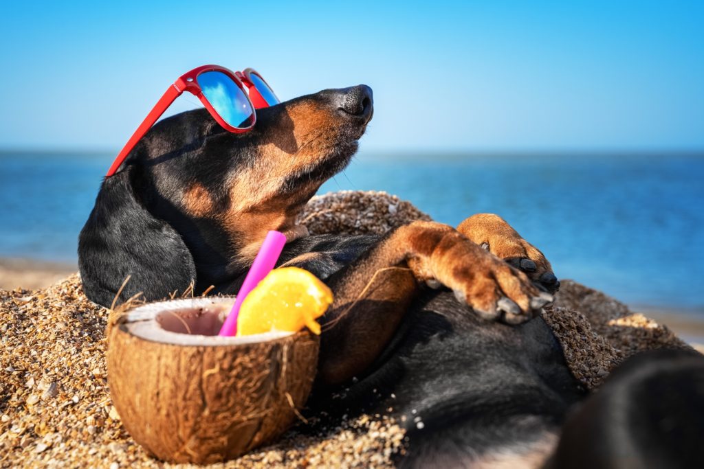 Italian Residence. Vakantie italie strand hond