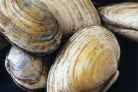 Spaghetti met Vongole van Nigella Lawson de vele smaken van Italian Residence vakantiehuizen Italie