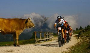 fietsen door de marche met kans op koeien