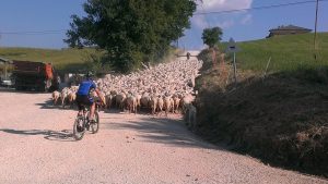 Fietsen in de marche met kans op geiten
