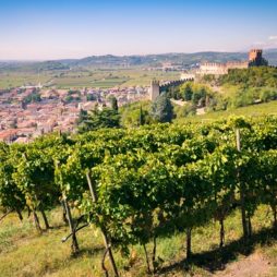 Favorieten in de Vento Italië italie, veneto, wijngaarden