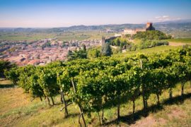 italie, veneto, wijngaarden